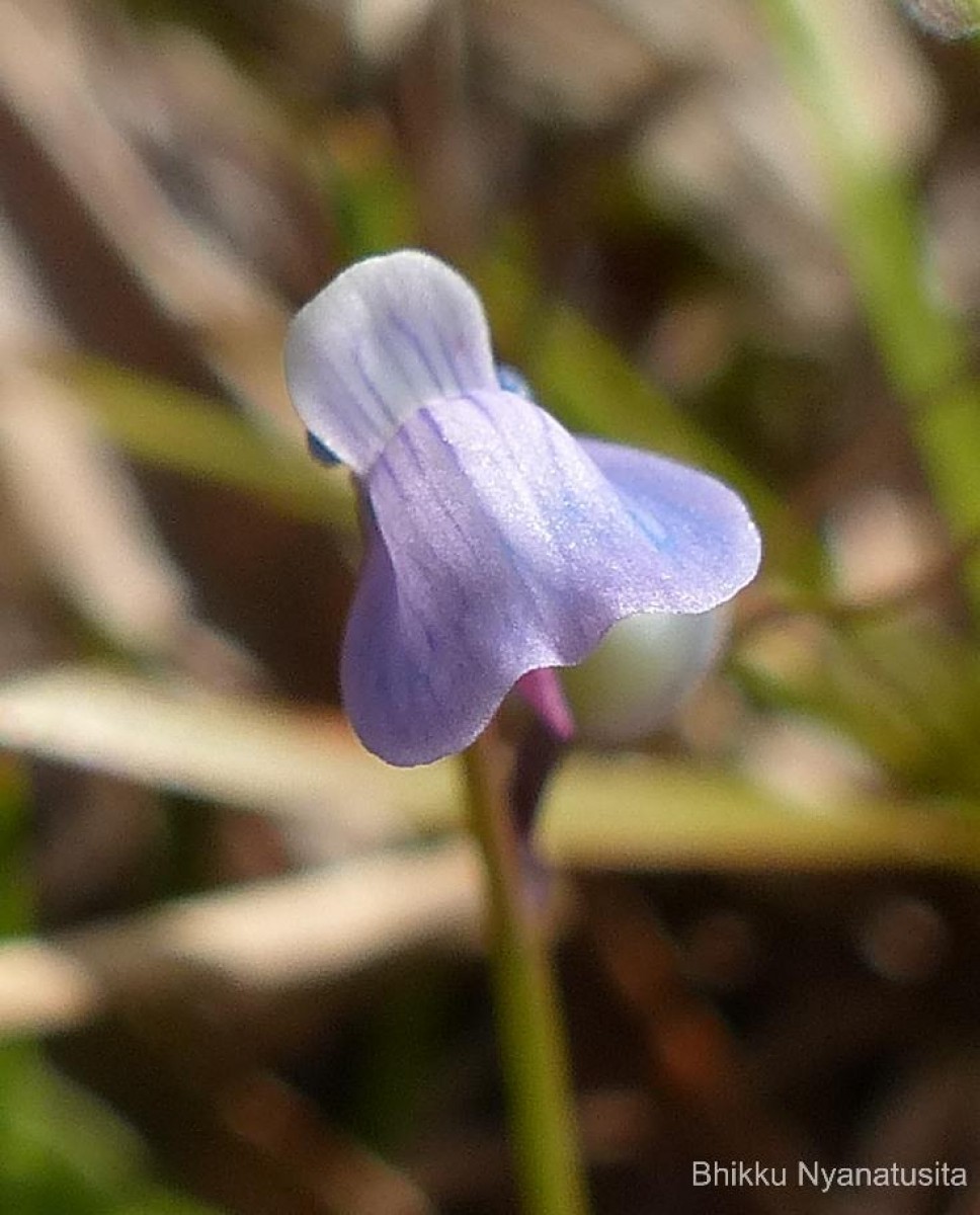 Utricularia graminifolia Vahl